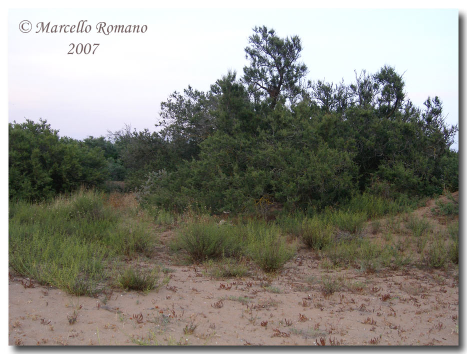 Incontri fra le dune: Myrmeleon hyalinus distinguendus